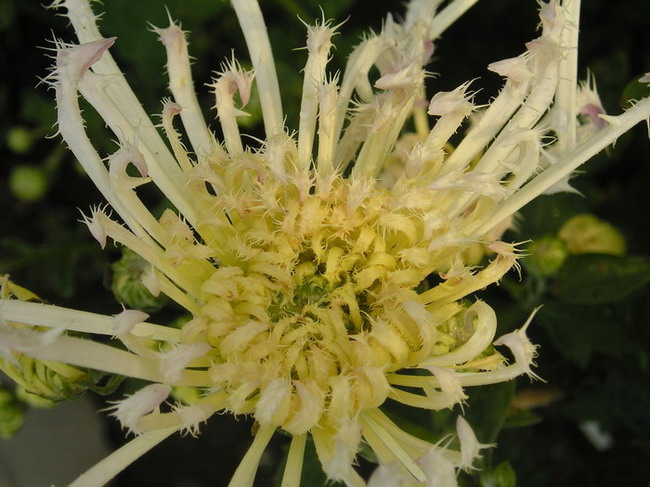 ȥ������ľջ�