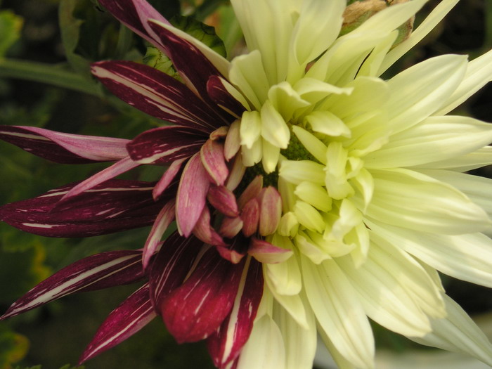 ȥ������ľջ�