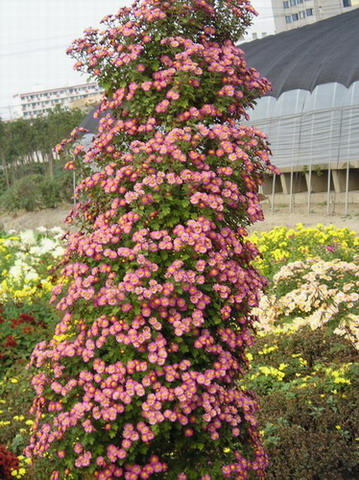 ȥ������ľջ�