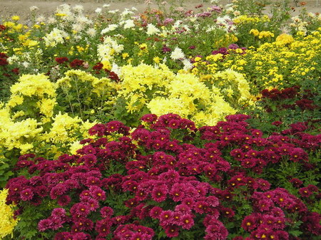 ȥ������ľջ�