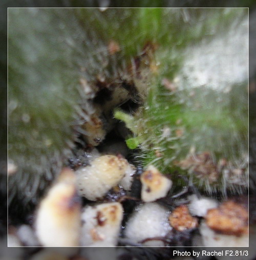 [����]Rachel������С�ǣ�P4����ͩǤ��Ա�