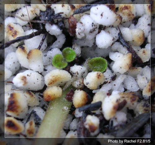 [����]Rachel������С�ǣ�P4����ͩǤ��Ա�