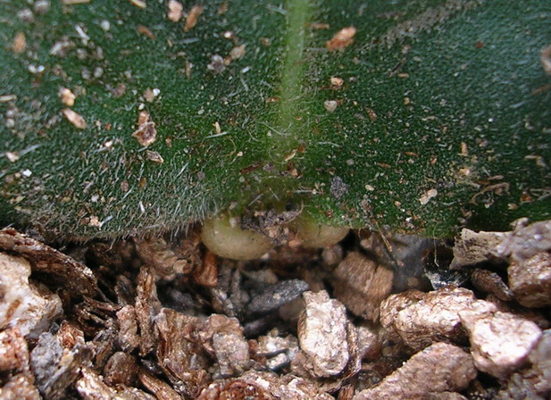 Ҷ�����ͩ(����������)