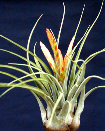 [����]��ؿ����������