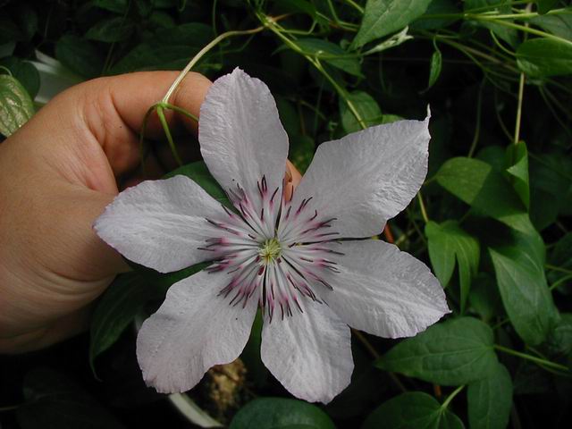 ����������