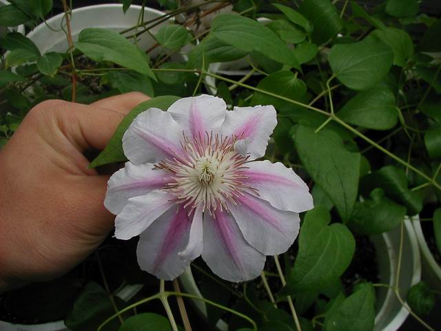 ����������