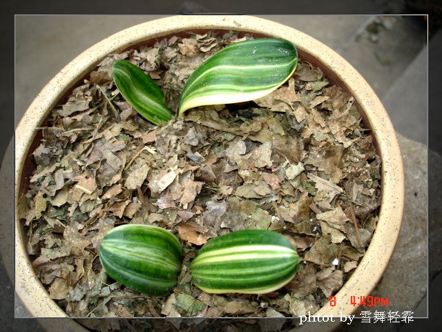 ѩ���С����~