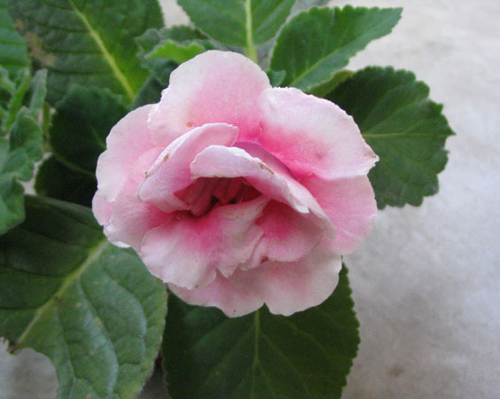 �����ٴο��ŵĴ���ͩ