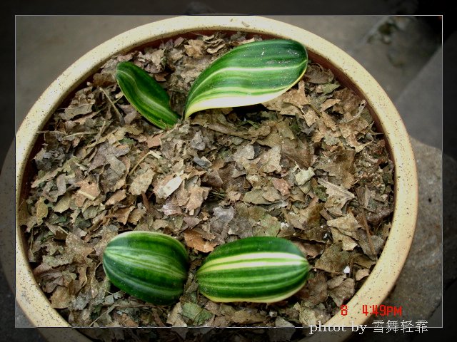 ѩ���С����~