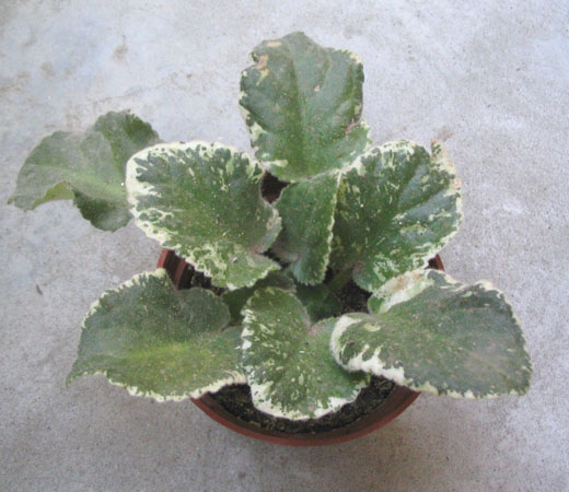 ����ptŰ��������