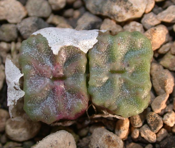 [����]��׶����---55¥��ʼ������ͨ��---