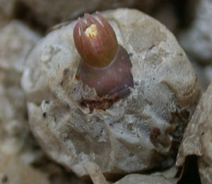 [����]��׶����---55¥��ʼ������ͨ��---