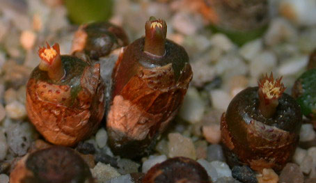 [����]��׶����---55¥��ʼ������ͨ��---