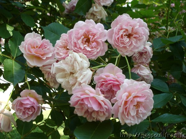 Ӣ����Ʒ���¼������õ�壩