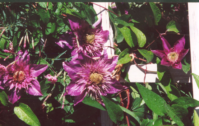 ����������