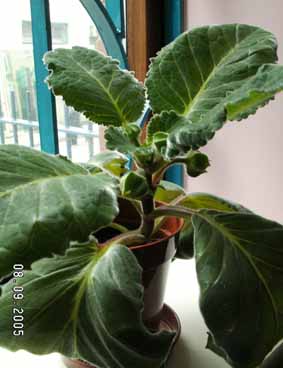 ���ֵ���--��ϲ�����������ҿ�