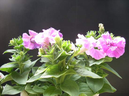 ����������ţ������դ������