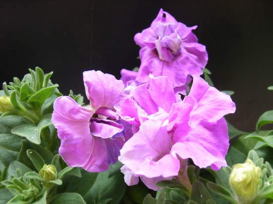 ����������ţ������դ������