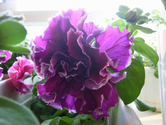 ����������ţ������դ������