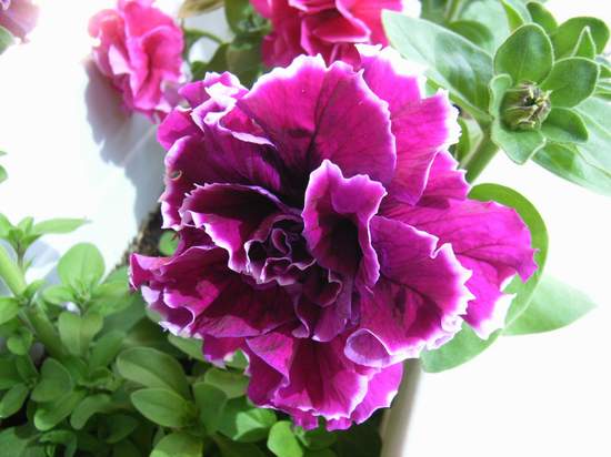 ����������ţ������դ������