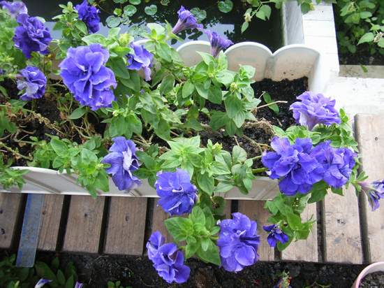 ����������ţ������դ������