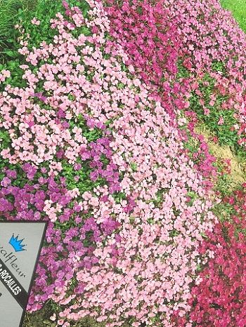 [��ˮ]���ҪȥHKһ�ˣ�����Ҫ��Ҫ��֯һ���Ź���