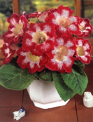 [��ˮ]���ҪȥHKһ�ˣ�����Ҫ��Ҫ��֯һ���Ź���