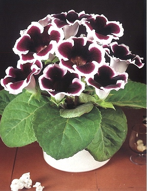 [��ˮ]���ҪȥHKһ�ˣ�����Ҫ��Ҫ��֯һ���Ź���