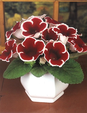 [��ˮ]���ҪȥHKһ�ˣ�����Ҫ��Ҫ��֯һ���Ź���