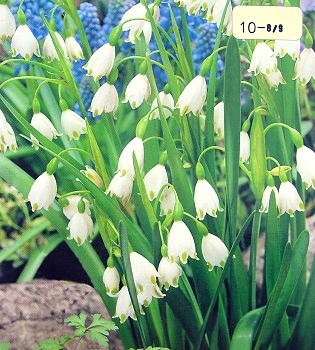 [��ˮ]���ҪȥHKһ�ˣ�����Ҫ��Ҫ��֯һ���Ź���