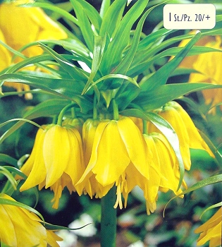 [��ˮ]���ҪȥHKһ�ˣ�����Ҫ��Ҫ��֯һ���Ź���