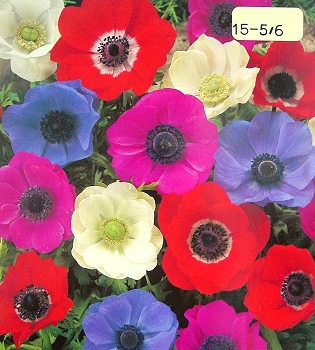 [��ˮ]���ҪȥHKһ�ˣ�����Ҫ��Ҫ��֯һ���Ź���