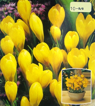 [��ˮ]���ҪȥHKһ�ˣ�����Ҫ��Ҫ��֯һ���Ź���