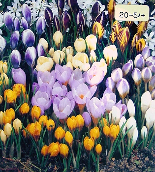 [��ˮ]���ҪȥHKһ�ˣ�����Ҫ��Ҫ��֯һ���Ź���