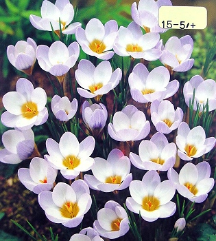 [��ˮ]���ҪȥHKһ�ˣ�����Ҫ��Ҫ��֯һ���Ź���