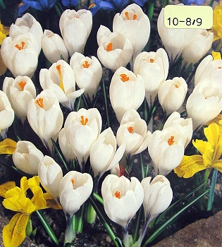 [��ˮ]���ҪȥHKһ�ˣ�����Ҫ��Ҫ��֯һ���Ź���