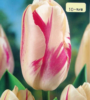 [��ˮ]���ҪȥHKһ�ˣ�����Ҫ��Ҫ��֯һ���Ź���