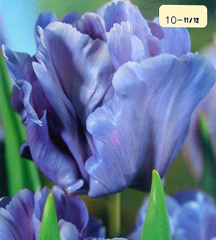 [��ˮ]���ҪȥHKһ�ˣ�����Ҫ��Ҫ��֯һ���Ź���