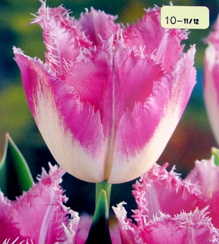 [��ˮ]���ҪȥHKһ�ˣ�����Ҫ��Ҫ��֯һ���Ź���