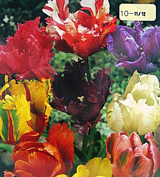 [��ˮ]���ҪȥHKһ�ˣ�����Ҫ��Ҫ��֯һ���Ź���