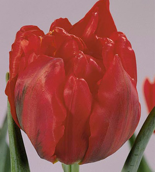 [��ˮ]���ҪȥHKһ�ˣ�����Ҫ��Ҫ��֯һ���Ź���