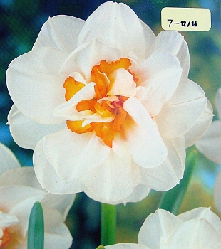 [��ˮ]���ҪȥHKһ�ˣ�����Ҫ��Ҫ��֯һ���Ź���