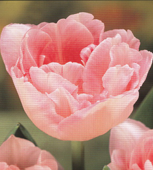 [��ˮ]���ҪȥHKһ�ˣ�����Ҫ��Ҫ��֯һ���Ź���