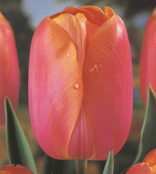 [��ˮ]���ҪȥHKһ�ˣ�����Ҫ��Ҫ��֯һ���Ź���