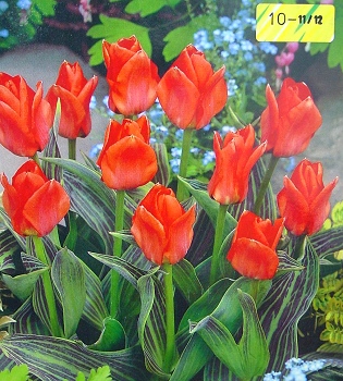 [��ˮ]���ҪȥHKһ�ˣ�����Ҫ��Ҫ��֯һ���Ź���