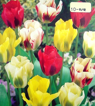 [��ˮ]���ҪȥHKһ�ˣ�����Ҫ��Ҫ��֯һ���Ź���