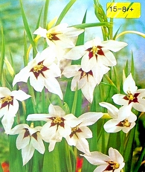 [��ˮ]���ҪȥHKһ�ˣ�����Ҫ��Ҫ��֯һ���Ź���