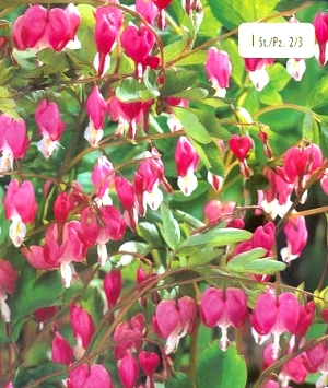 [��ˮ]���ҪȥHKһ�ˣ�����Ҫ��Ҫ��֯һ���Ź���