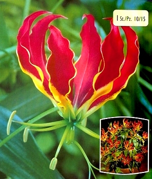 [��ˮ]���ҪȥHKһ�ˣ�����Ҫ��Ҫ��֯һ���Ź���