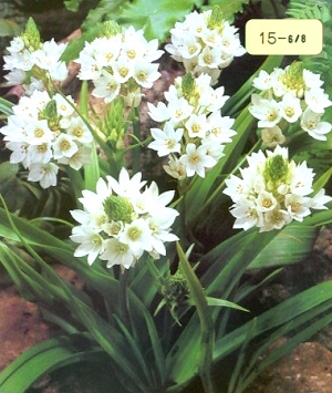 [��ˮ]���ҪȥHKһ�ˣ�����Ҫ��Ҫ��֯һ���Ź���